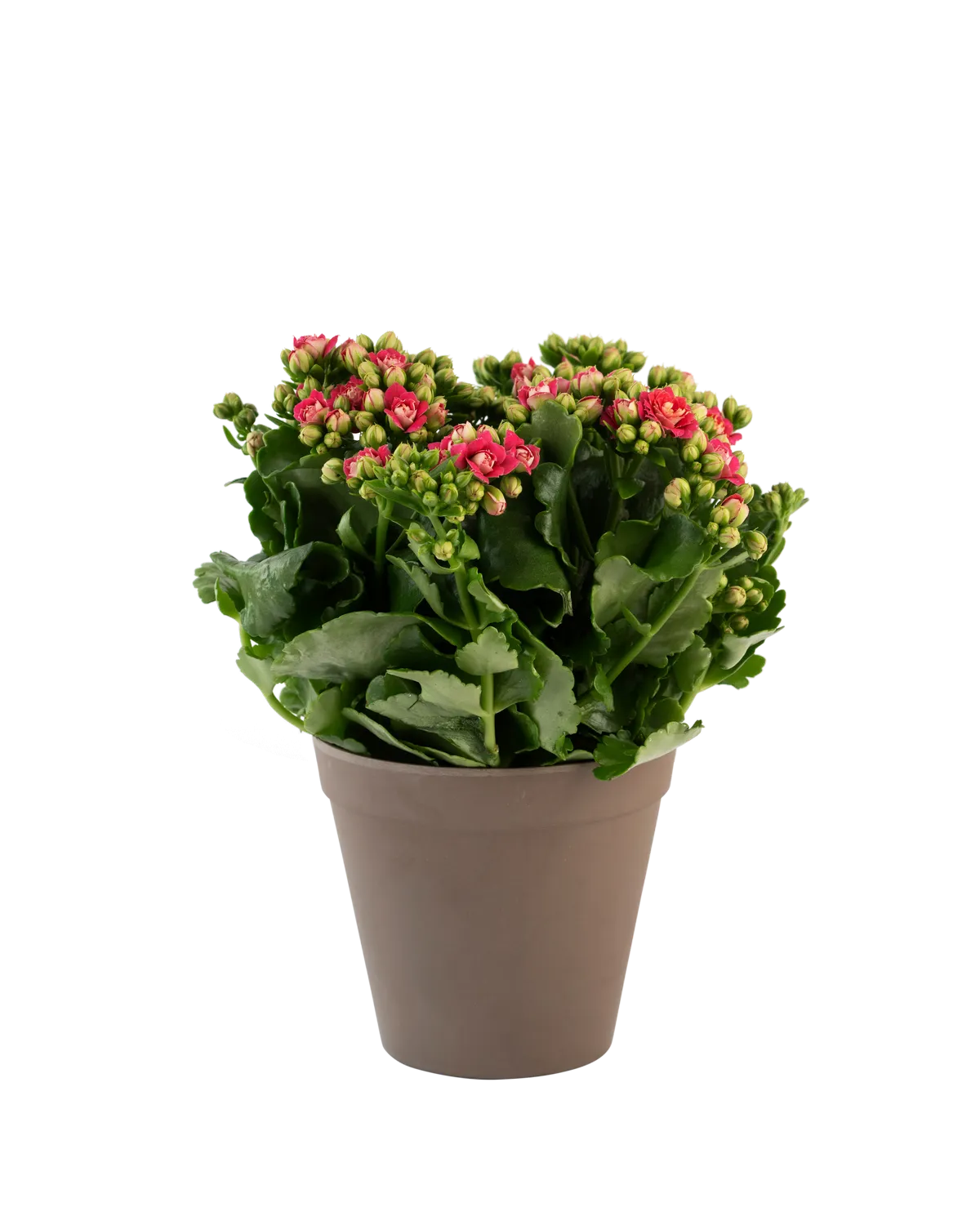 Calandiva  orange 242645 - Norway