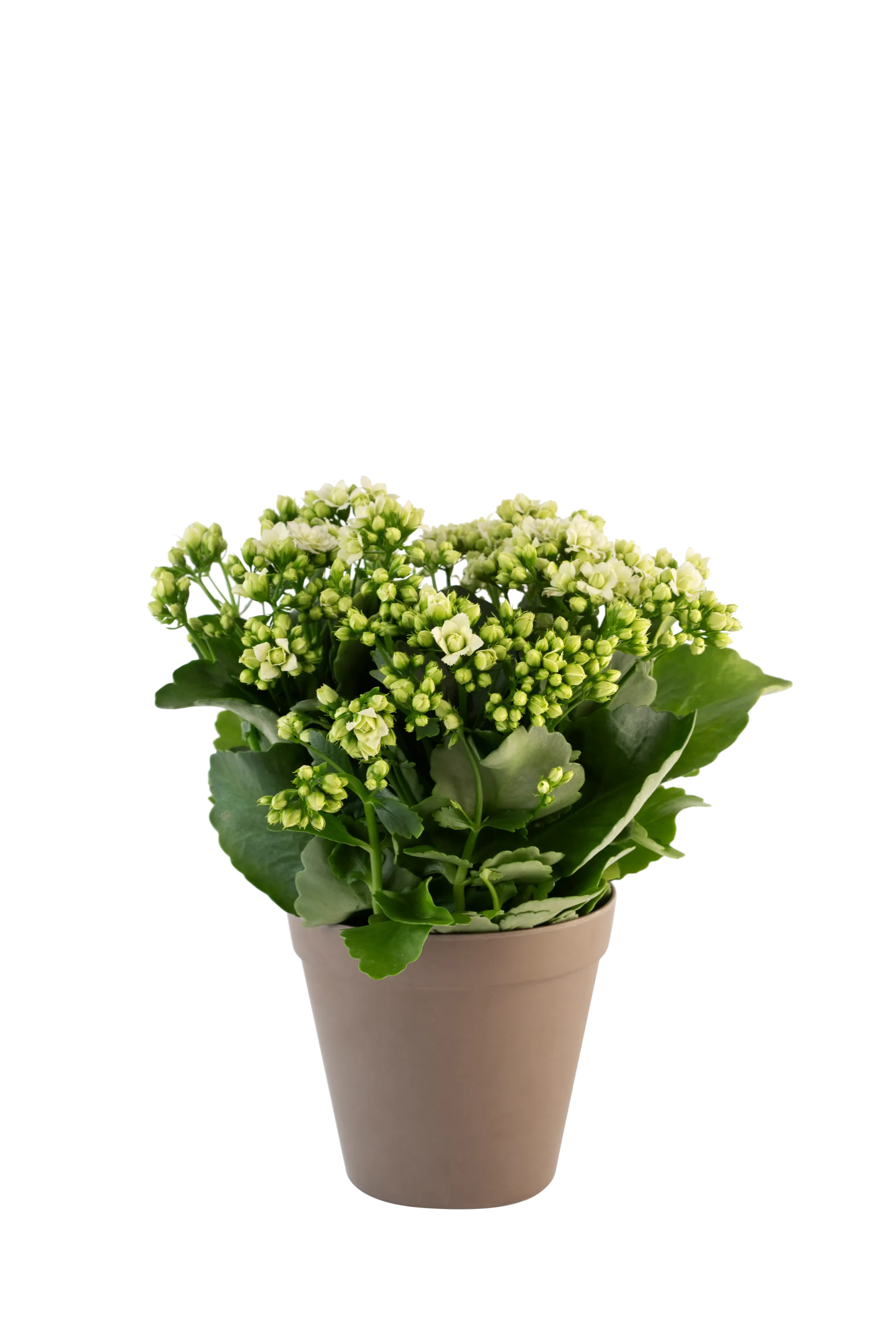 Calandiva white 242646 - Norway