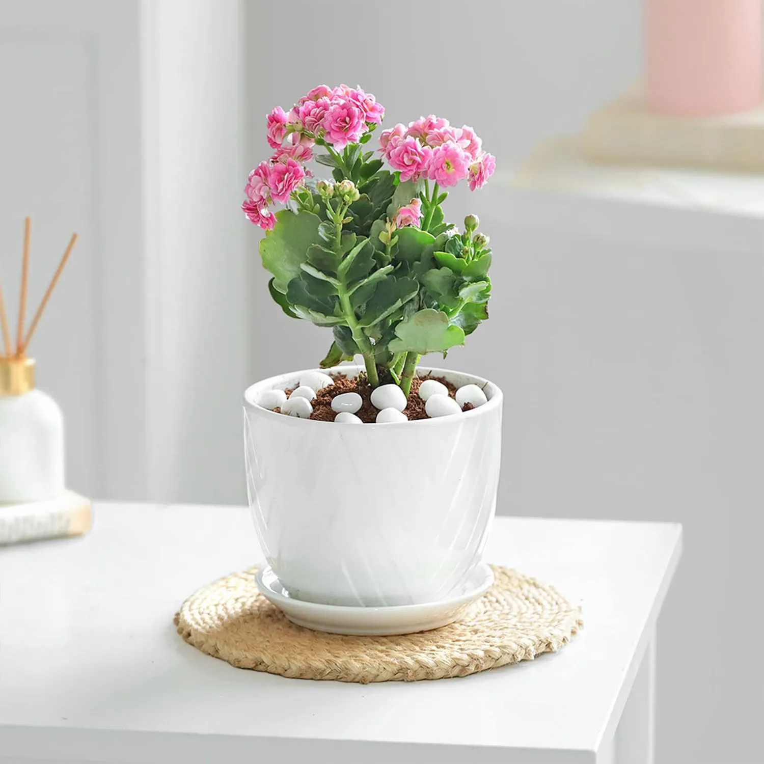 Color Me Wild - India