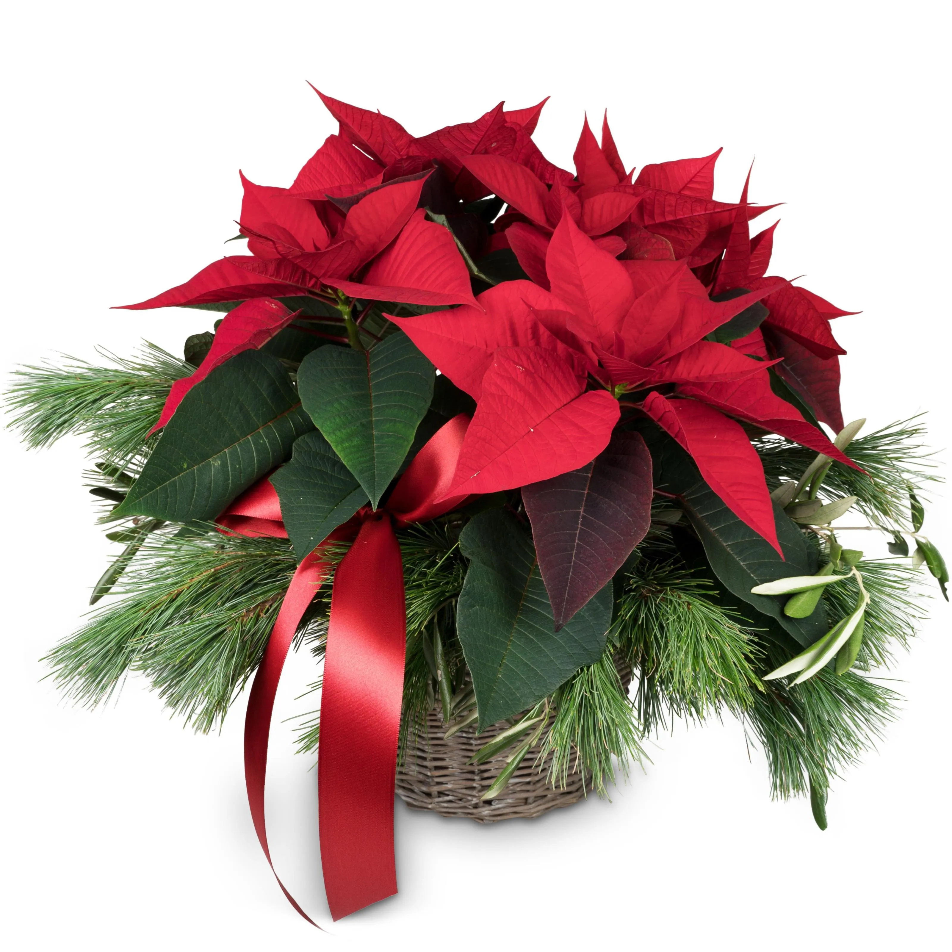 Roślina wewnętrzna Christmas Dream poinsecja - Szwajcaria