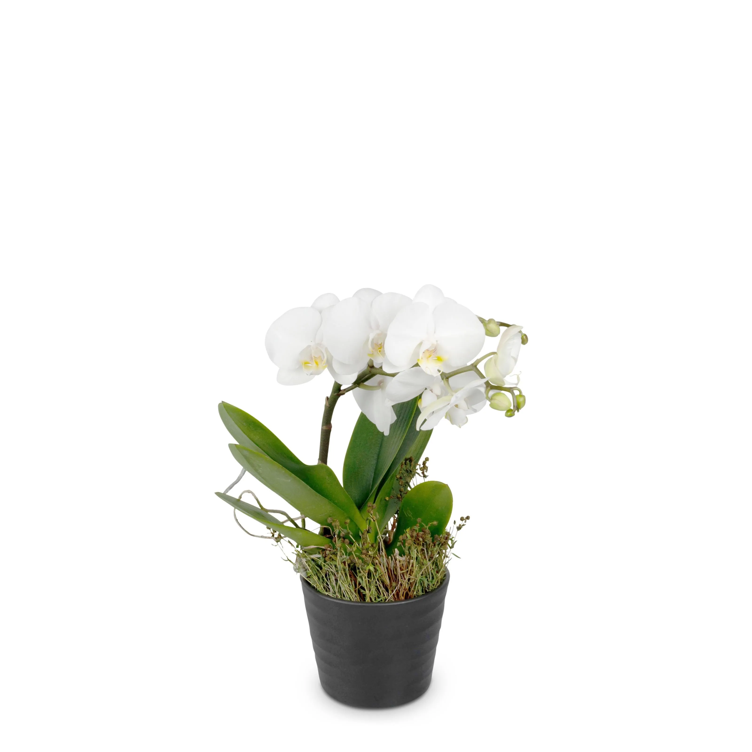 White Orchid (Phalaenopsis) - Austria