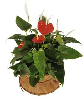 Arrangement of Plants - Turkey