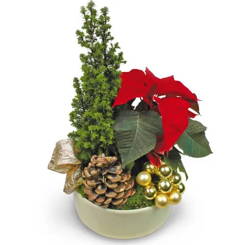 Composition with a christmas tree, reed with tree, Bethlehem star with Christmas additions