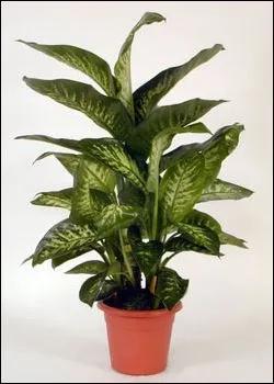 Dieffenbachia Plant - Israel