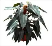 PHILODENDRON PLANT - Israel
