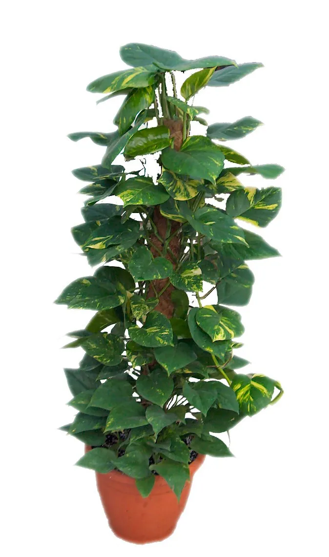 EPIPREMNUM PLANT - Israel