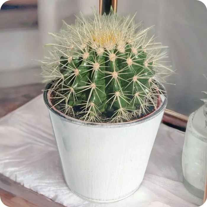 Kaktus kula, poczta kwiatowa kaktusy