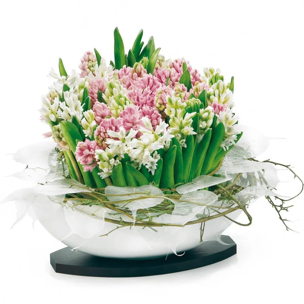 Hyacinths composition