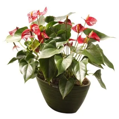 FLAMINGO PLANT