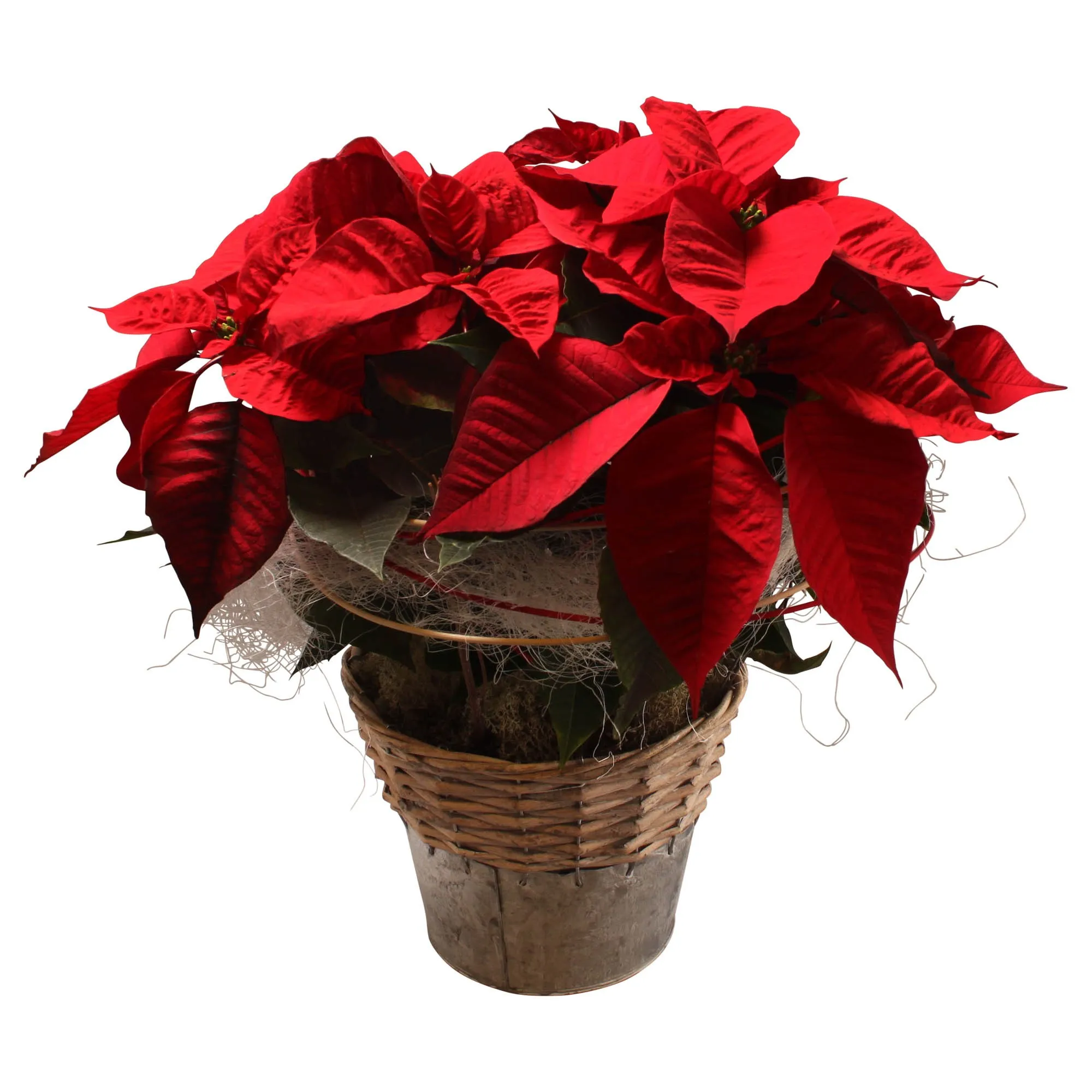 Red Poinsettia