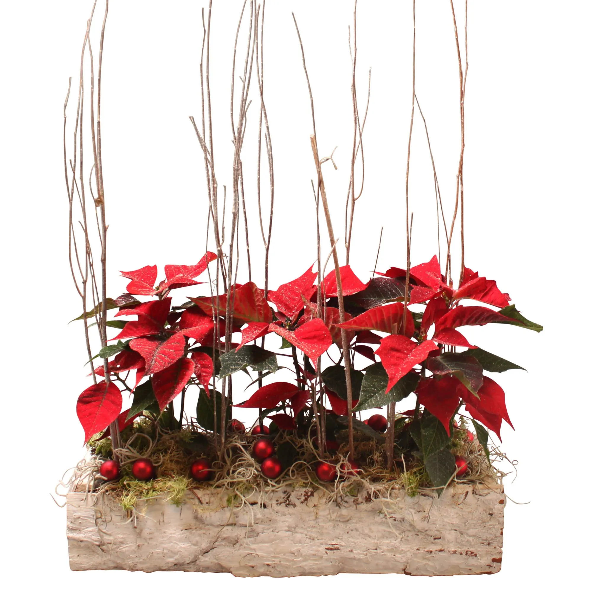 Compostion Poinsettia