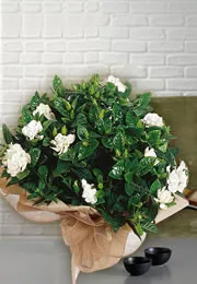 wiat doniczkowy, gardenia, kwiaty z dostawą kurerem, darmowa dostawa, Interflora, Poczta Kwiatowa, dostawa Kwiatów do Włoch, kwiaty dla kobiet z dostawą za granicą, kwiaty bukiety dostawa Włochy