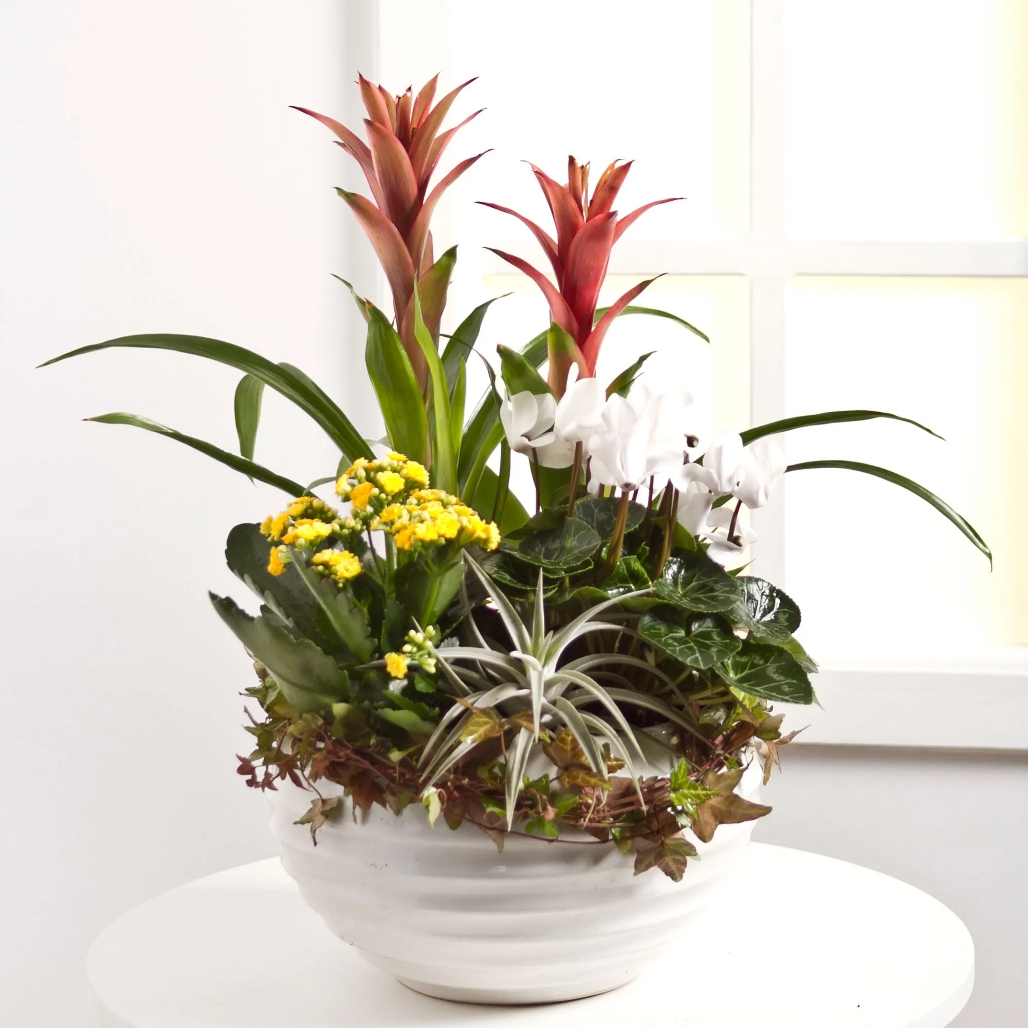 Arrangement of Plants