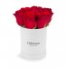 Czerwone róże w białym pudełku