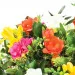 A bouquet of colourful freesias