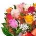 Flowers- colourful roses