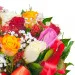 Flowers- colourful roses