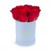 Red roses in a blue box