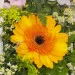 Colorful garden