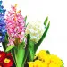 Three hyacinths composition