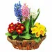 Three hyacinths composition