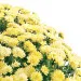 Flowerpot chrysanthemum
