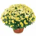Flowerpot chrysanthemum
