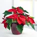 Christmas Poinsettia