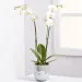 Orchidea roślina