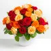 Kiss of Roses