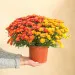 Duo de chrysanthemes multicolores