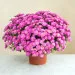 Chrysantheme rose