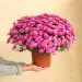 Chrysantheme rose