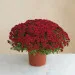 Chysantheme rouge