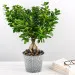 Ficus Ginseng