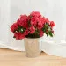 Azalee avec cache pot - Azalea with pot cover