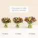 Nos charmantes tulipes