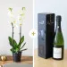 Candide et son Champagne Devaux