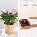 Rosier et ses chocolats