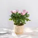 Rosier - Rosebush