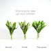 Bouquet de muguet