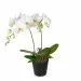 Biała orchidea (Phalaenopsis)