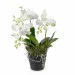 White Dream (orchidea)