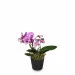 Pink Dream (orchidea)