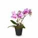 Pink Dream (orchidea)