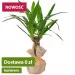 Yucca