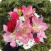 Name-day flowers