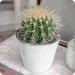 Cactus in a pot