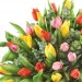 Piękny Bukiet Kolorowych Tulipanów