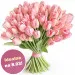 Pink tulips 12-100 pcs.